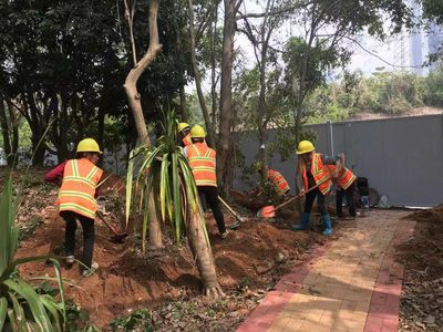 大沙河生态长廊景观项目绿化工程III标段施工日报