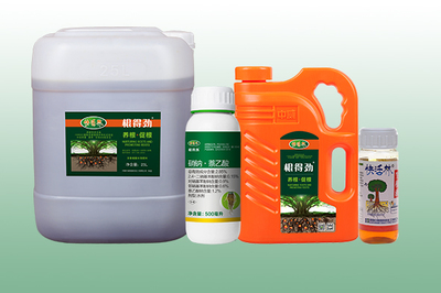 绿化工程中大树根部发霉的诊断与综合治理策略