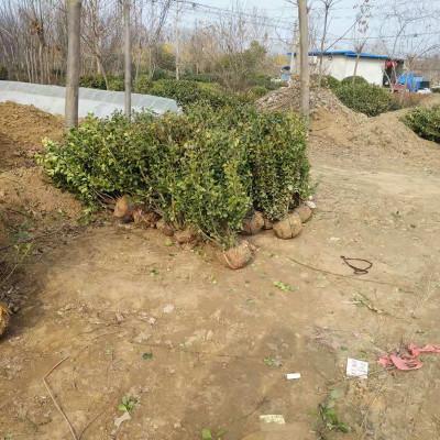 万青园林供应优质冬红卫矛及工程苗木，助力四季常青绿化工程